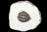 Diademaproetus Trilobite - Ofaten, Morocco #128976-1